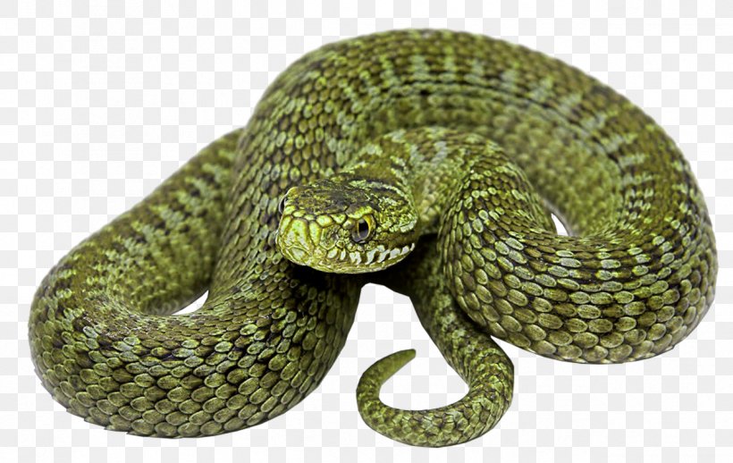 Rattlesnake Vipers, PNG, 1264x800px, 4k Resolution, Snake, Colubridae, Display Resolution, Elapidae Download Free
