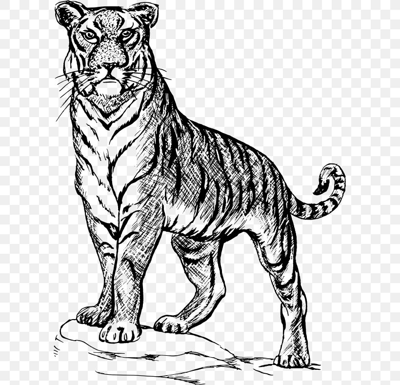 Drawing Line Art Clip Art, PNG, 601x789px, Drawing, Animal Figure, Art, Big Cats, Black And White Download Free