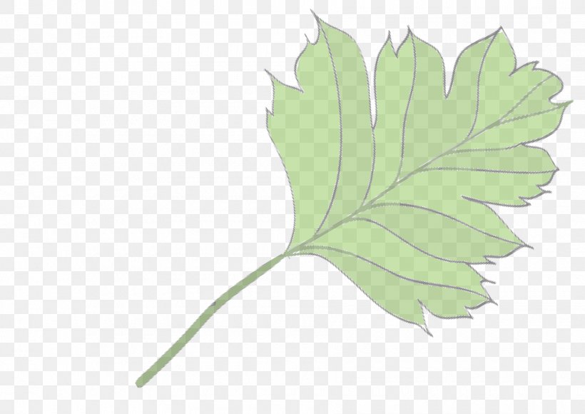 Flowering Plant Plant Stem Leaf Plants, PNG, 1800x1274px, Flower, Black Maple, Botany, Flowering Plant, Green Download Free