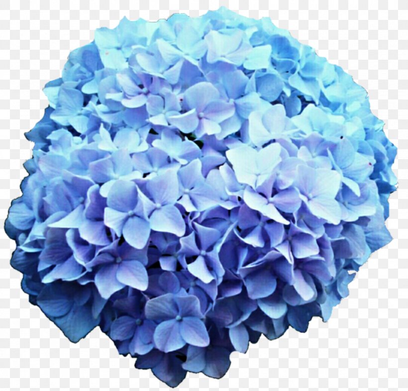 French Hydrangea Flower Blue Rose Clip Art, PNG, 1024x982px, French Hydrangea, Artificial Flower, Blue, Blue Flower, Blue Rose Download Free