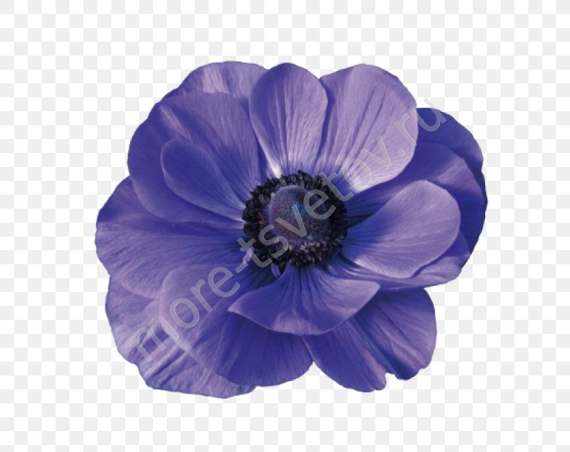 Sea Anemone Cut Flowers Blue Holambra, PNG, 800x650px, Anemone, Antirrhinum Majus, Blue, Buttercup, Cobalt Blue Download Free