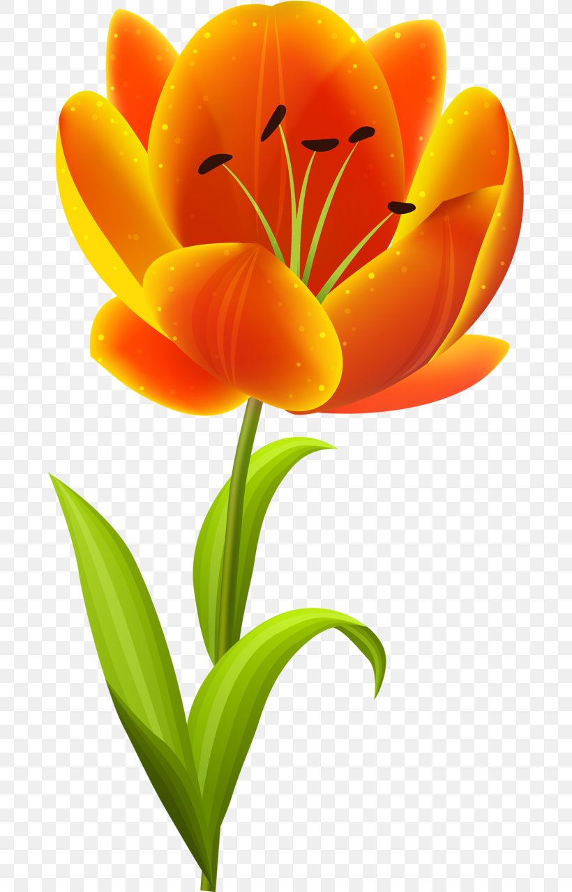 Flower Tulip Clip Art, PNG, 682x1280px, Flower, Cut Flowers, Floral Design, Flower Bouquet, Flowering Plant Download Free