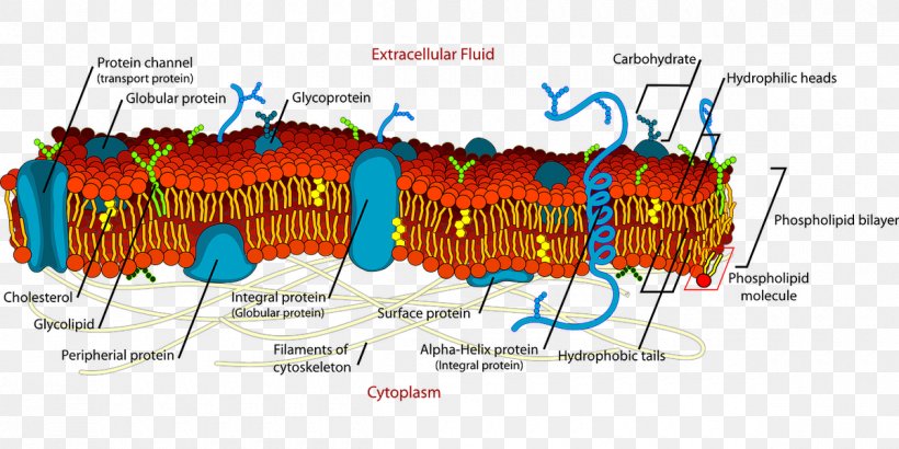 Membrane Structure Cell Membrane Biological Membrane Fluid Mosaic Model, PNG, 1200x600px, Membrane Structure, Advertising, Area, Biological Membrane, Biology Download Free