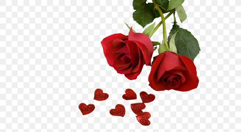 Valentine's Day Flower Bouquet Rose Desktop Wallpaper, PNG, 600x450px, Watercolor, Cartoon, Flower, Frame, Heart Download Free