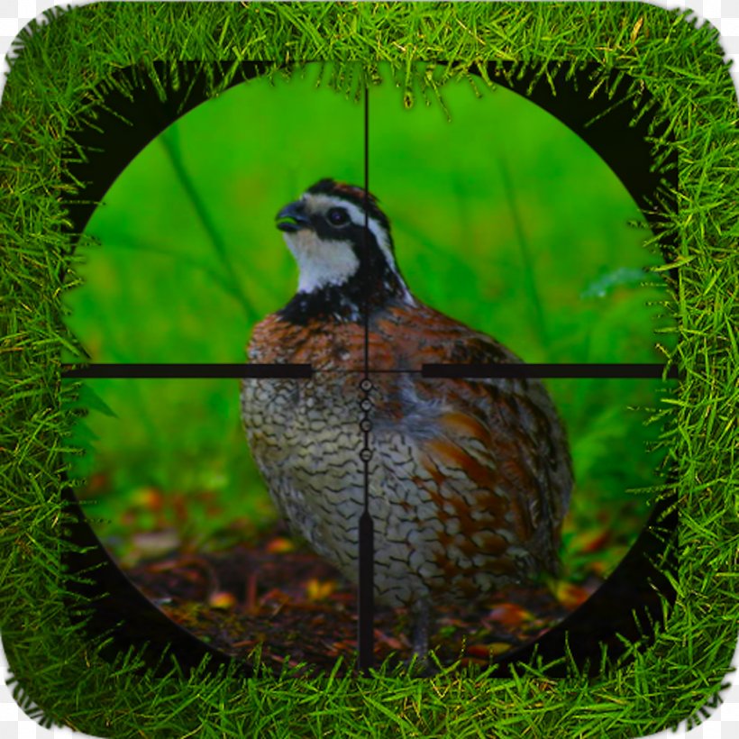 Bird Galliformes Ecosystem Beak Fauna, PNG, 1024x1024px, Bird, Beak, Columbidae, Common Quail, Ecosystem Download Free
