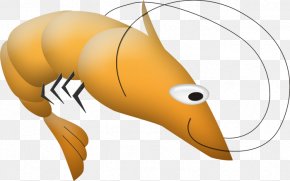 Caridea Insect Clip Art PNG