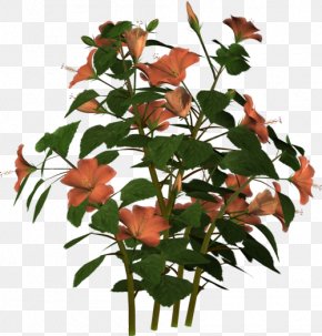 Plant - Cut Flowers Flowerpot Plant Stem Leaf PNG