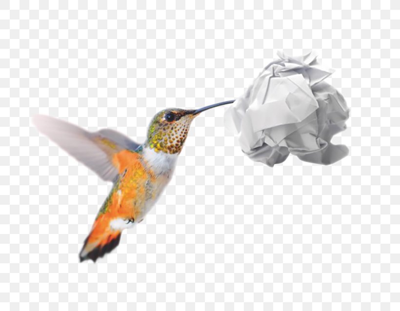 Hummingbird M Recycling Conflagration Forest Wildfire, PNG, 800x638px, Hummingbird M, Animal, Beak, Bird, Conflagration Download Free