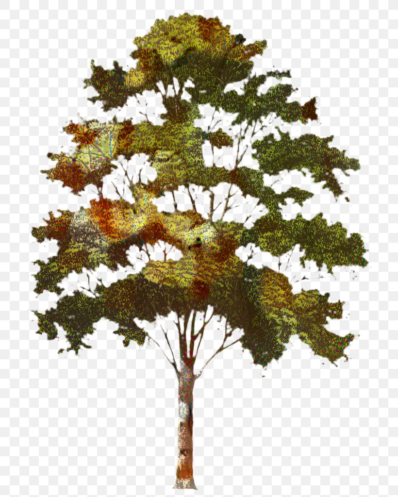 Transparency Clip Art Tree Image, PNG, 737x1024px, Tree, American Larch, Branch, Deciduous, Flower Download Free