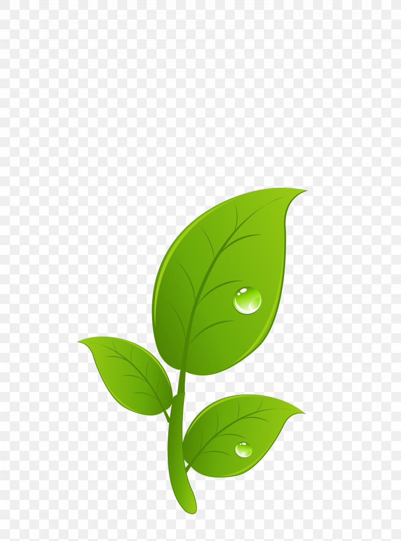 Download Leaf Germination, PNG, 2461x3314px, Leaf, Bean, Book, Flower, Germination Download Free