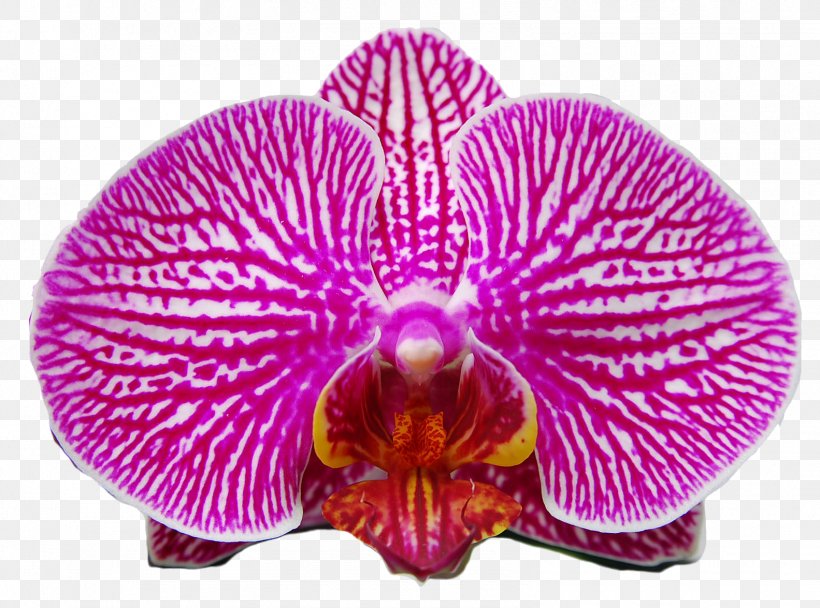 Moth Orchids Glasswing Butterflies Borboleta Drawing, PNG, 1583x1175px, Moth Orchids, Blue, Borboleta, Brushfooted Butterflies, Cattleya Download Free