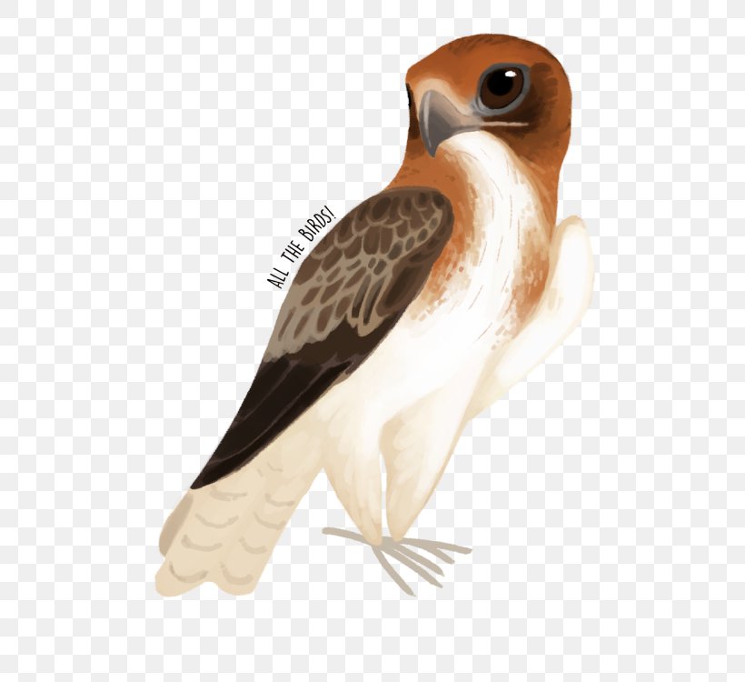 Owl Fauna Hawk Beak Feather, PNG, 500x750px, Owl, Beak, Bird, Bird Of Prey, Falcon Download Free