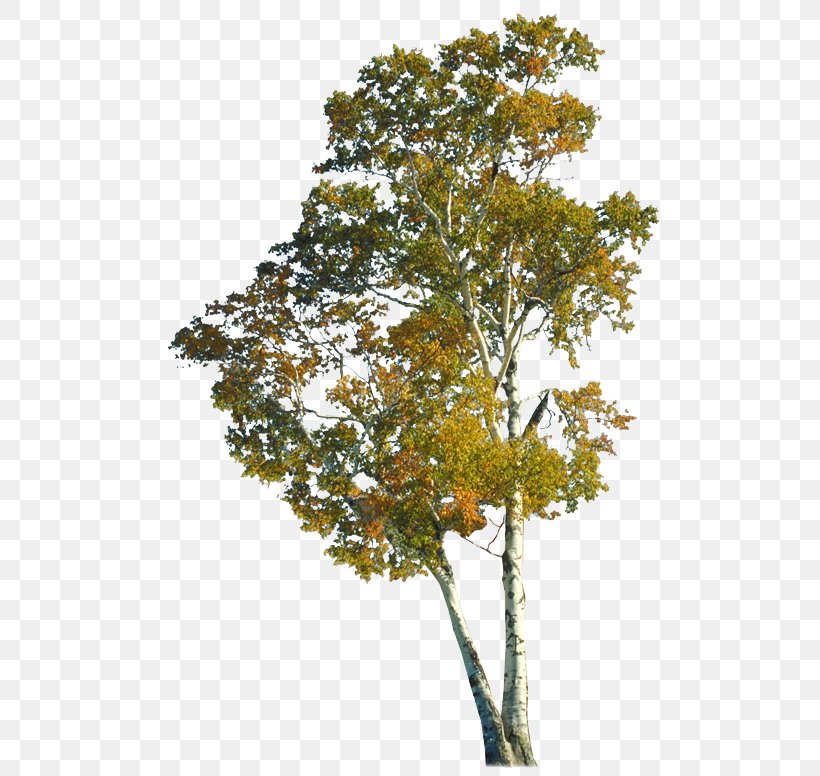 Branch Breeder River Yellowwood Palm Trees Shrub, PNG, 546x776px, 3d Modeling, Branch, Deciduous, Leaf, Maple Download Free