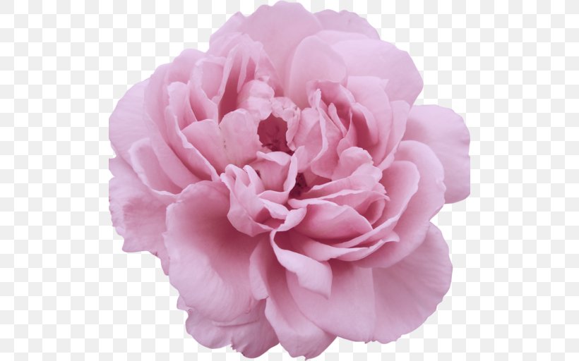 Garden Roses Centifolia Roses Flower Parfumerie, PNG, 512x512px, Garden Roses, Aroma, Camellia, Carnation, Centifolia Roses Download Free