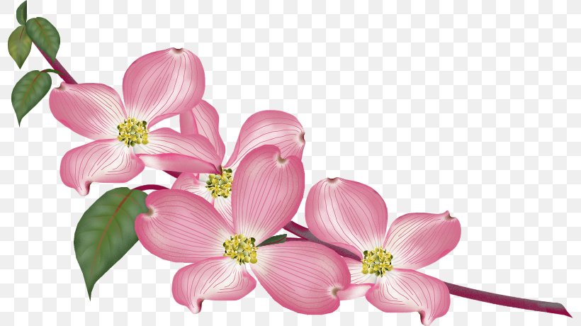 GIF Clip Art Image JPEG Gfycat, PNG, 798x460px, Gfycat, Blossom, Branch, Cherry Blossom, Cut Flowers Download Free