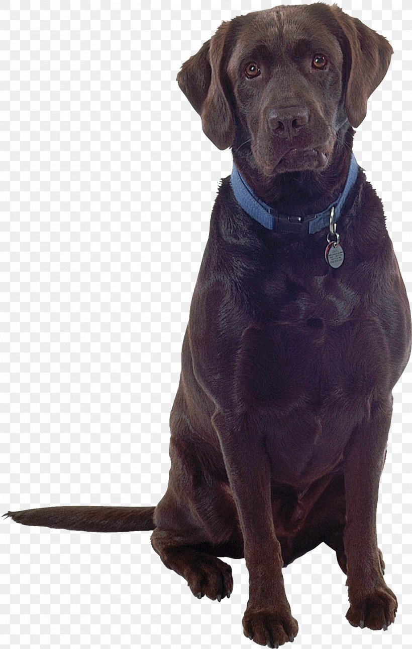 Labrador Retriever Dog Breed PhotoScape Companion Dog, PNG, 1242x1953px, Labrador Retriever, Companion Dog, Dog, Dog Breed, Dog Collar Download Free