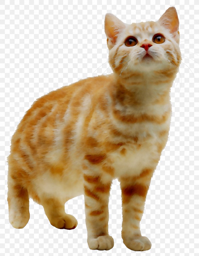 American Shorthair Manx Cat Kurilian Bobtail Tabby Cat European Shorthair, PNG, 2431x3119px, American Shorthair, Aegean Cat, American Bobtail, American Wirehair, Animal Figure Download Free