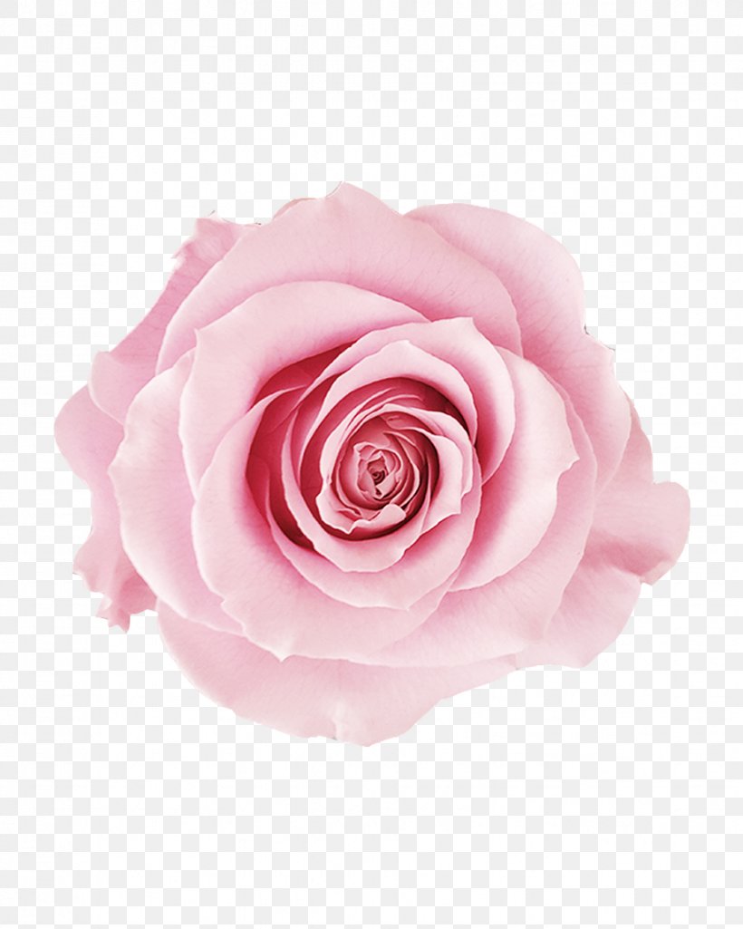 Centifolia Roses Pink Garden Roses Peach Rosaceae, PNG, 918x1148px, Centifolia Roses, Baby Blue, Cream, Cut Flowers, Floribunda Download Free