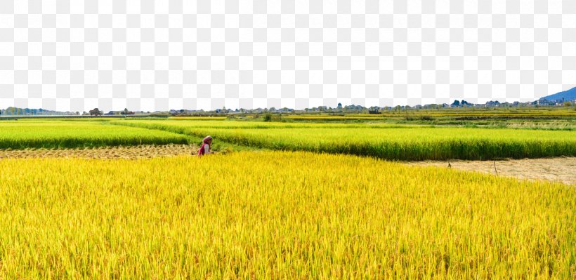 Paddy Field Rice Oryza Sativa, PNG, 1200x585px, Paddy Field