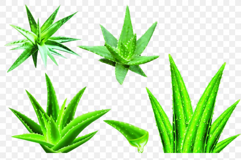 Aloe Vera Gel Raster Graphics, PNG, 1024x683px, Aloe Vera, Aloe, Cosmetics, Extract, Flowering Plant Download Free