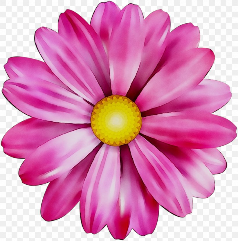 Chrysanthemum Marguerite Daisy Cut Flowers Daisy Family Dahlia, PNG, 1008x1021px, Chrysanthemum, African Daisy, Annual Plant, Argyranthemum, Aster Download Free