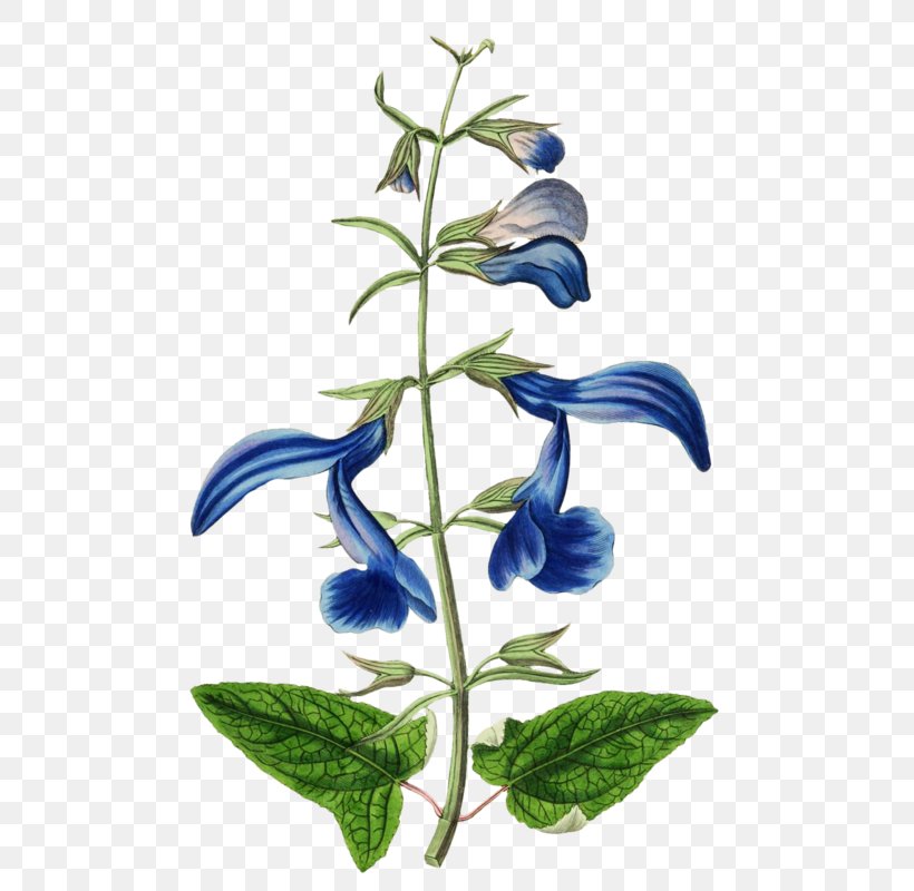 Common Sage Gentian Sage Botanical Illustration Botany, PNG, 532x800px