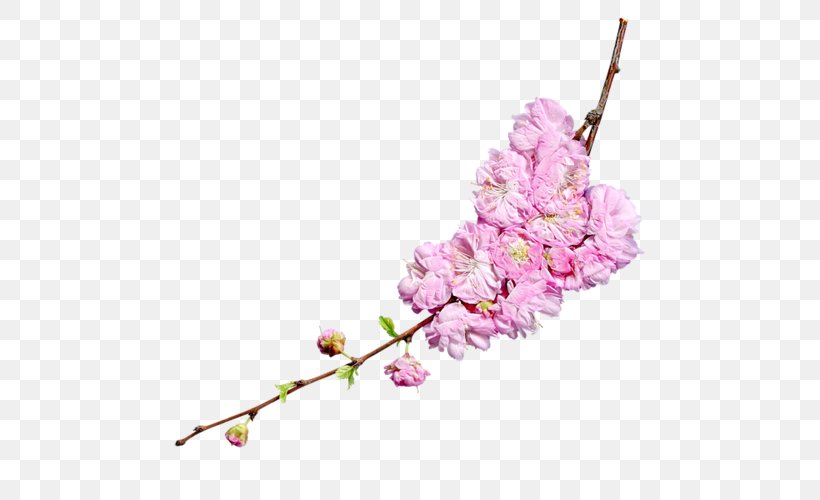 Cherry Blossom Flower Clip Art, PNG, 500x500px, Cherry Blossom, Apples, Blossom, Branch, Chrysanthemum Download Free