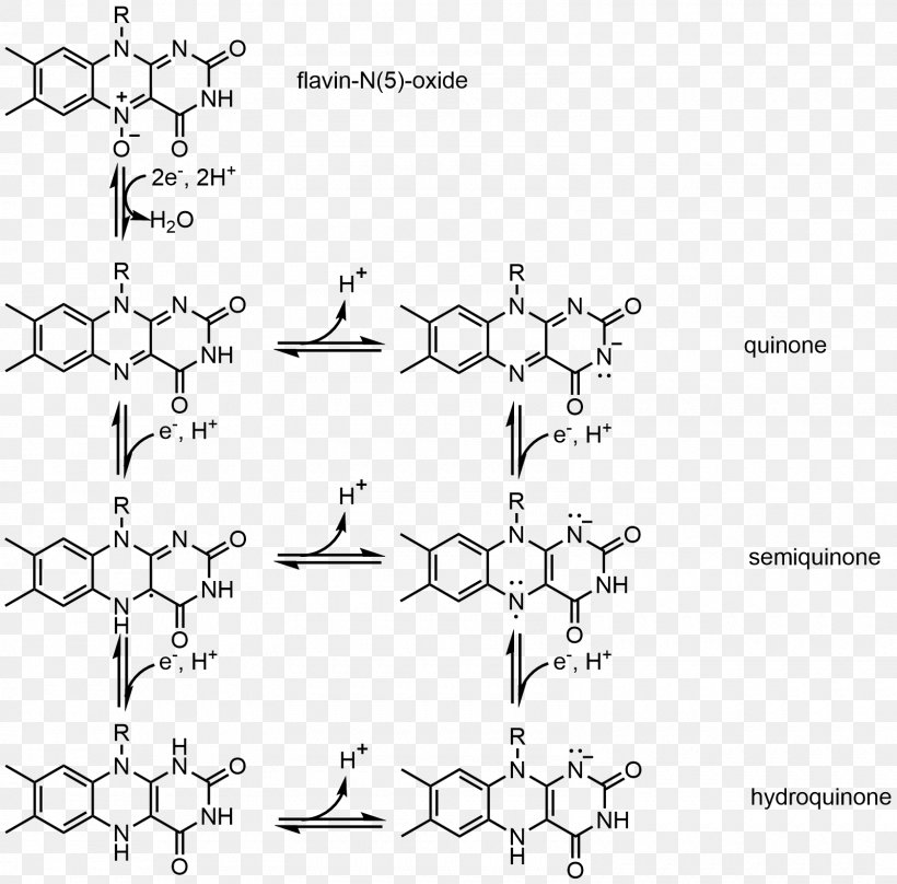 Flavin Adenine Dinucleotide Semiquinone Flavin Group Flavin Mononucleotide Redox, PNG, 1600x1578px, Flavin Adenine Dinucleotide, Active Site, Area, Black And White, Diagram Download Free