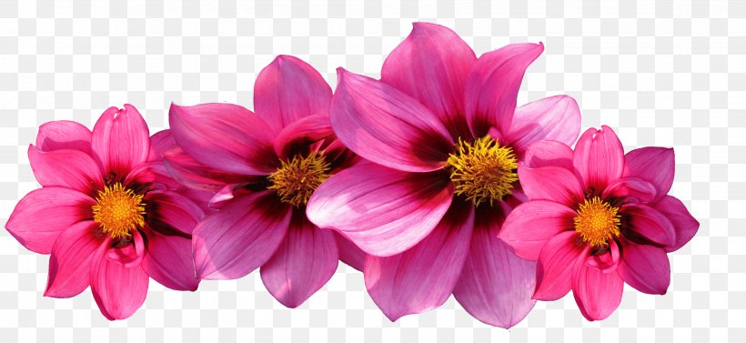 Flower Garden Dahlia Tulip, PNG, 3371x1551px, Flower, Annual Plant, Blossom, Cosmos, Cut Flowers Download Free
