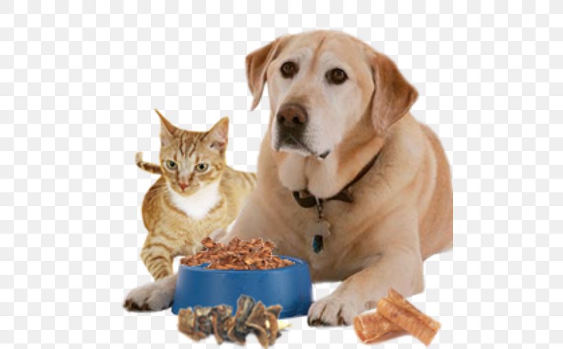 Dog Pet Sitting Cat Food Puppy, PNG, 500x508px, Dog, Animal, Carnivoran, Cat, Cat Food Download Free