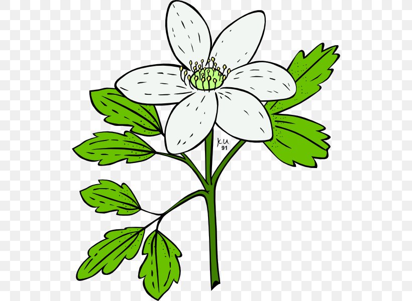 Flower Plant Anemone Clip Art, PNG, 534x600px, Flower, Anemone, Artwork, Black And White, California Poppy Download Free