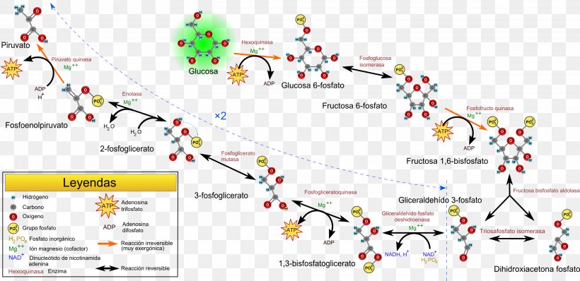 Gluconeogenesis Metabolic Pathway Glycolysis Citric Acid Cycle Catabolism, PNG, 3028x1470px, Gluconeogenesis, Adenosine Triphosphate, Area, Carbohydrate Metabolism, Catabolism Download Free