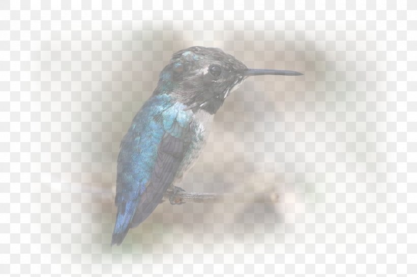 Hummingbird M Fauna Beak, PNG, 1000x667px, Hummingbird, Beak, Bird, Fauna, Hummingbird M Download Free