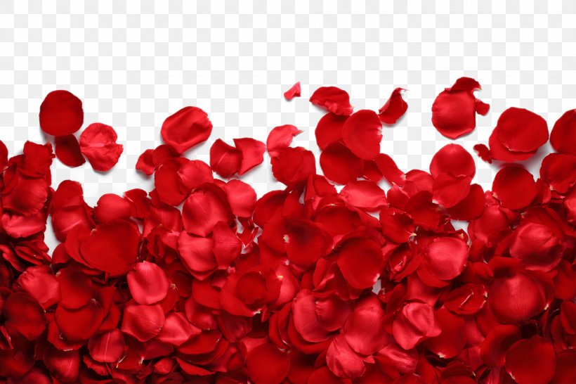 Petal Garden Roses Flower Red, PNG, 1920x1280px, Petal, Color, Flower, Garden Roses, Heart Download Free