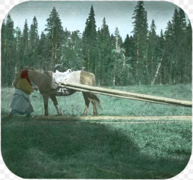 Bighorn Mountains Horse Harnesses Stallion Buffalo Bill Center Of The West, PNG, 1200x1122px, Horse, Accommodation, American Bison, Buffalo Bill Center Of The West, Deer Hunting Download Free