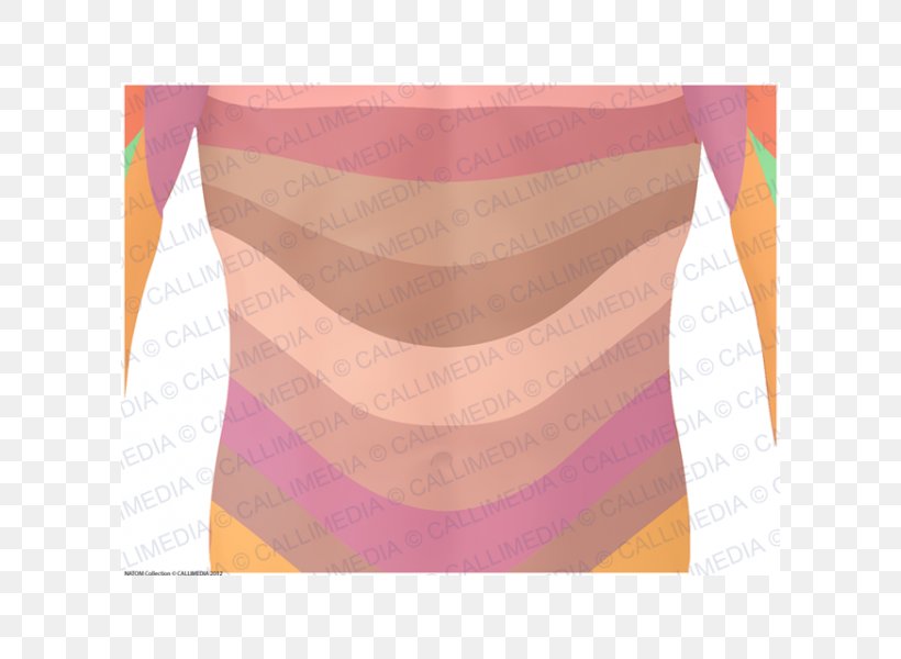 Dermatome Human Anatomy & Physiology Abdomen Skin, PNG, 600x600px, Watercolor, Cartoon, Flower, Frame, Heart Download Free