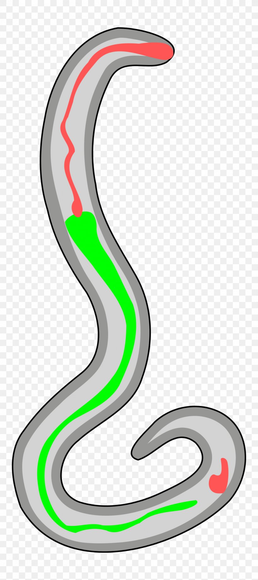 Hookworm Infection Nippostrongylus Brasiliensis Clip Art, PNG, 1067x2400px, Hookworm Infection, Area, Automotive Design, Digital Scrapbooking, Helminths Download Free