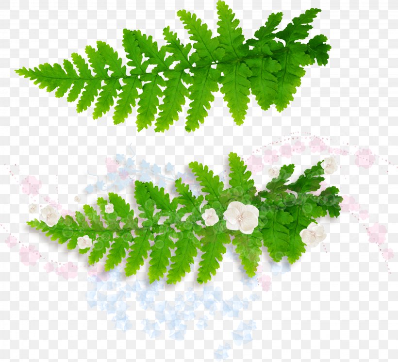 Leaf Fern Vascular Plant Burknar, PNG, 3272x2978px, Leaf, Branch, Burknar, Equisetum, Fern Download Free