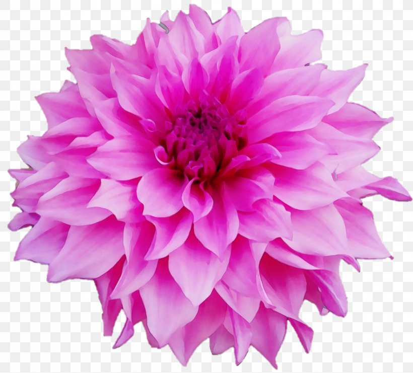 Pink Flower Cartoon, PNG, 1172x1060px, Cornflower, Annual Plant, Artificial Flower, Aster, Black Download Free