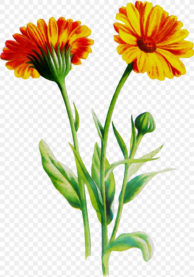 Transvaal Daisy Cut Flowers Blanket Flowers English Marigold Annual Plant, PNG, 2111x3009px, Transvaal Daisy, Annual Plant, Barberton Daisy, Blanket, Blanket Flowers Download Free