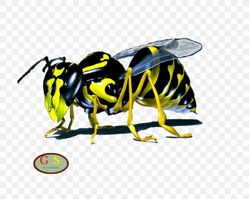 Western Honey Bee Wasp Hornet Maya, PNG, 1000x800px, Bee, Animaatio, Arthropod, Beehive, Beekeeper Download Free