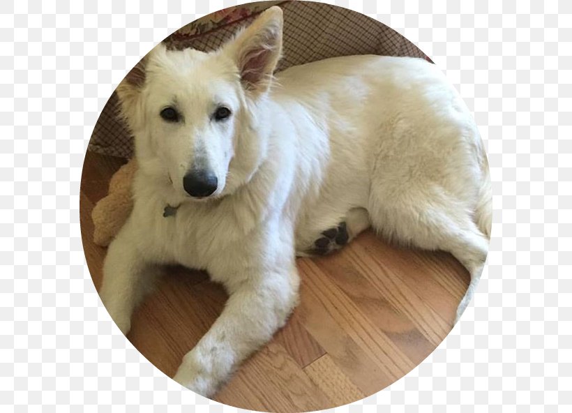 Dog Breed Berger Blanc Suisse White Shepherd Canaan Dog Sporting Group, PNG, 592x592px, Dog Breed, Berger Blanc Suisse, Breed, Canaan Dog, Carnivoran Download Free