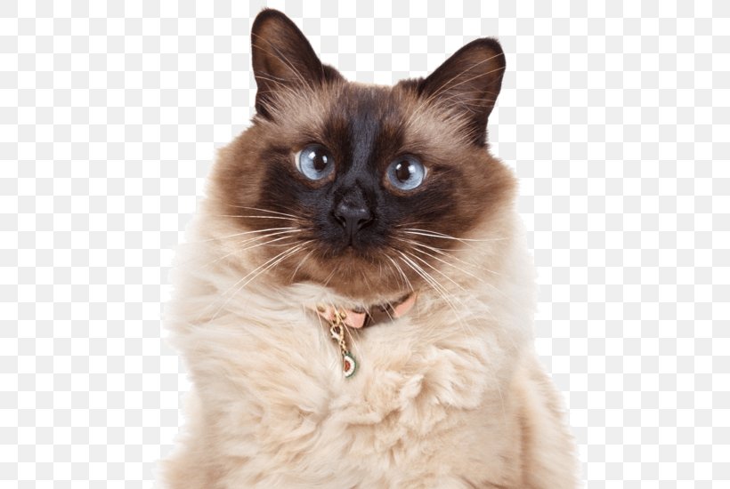 Cats Cartoon, PNG, 560x550px, Balinese Cat, Asian, Asian Semilonghair, Balinese, Birman Download Free