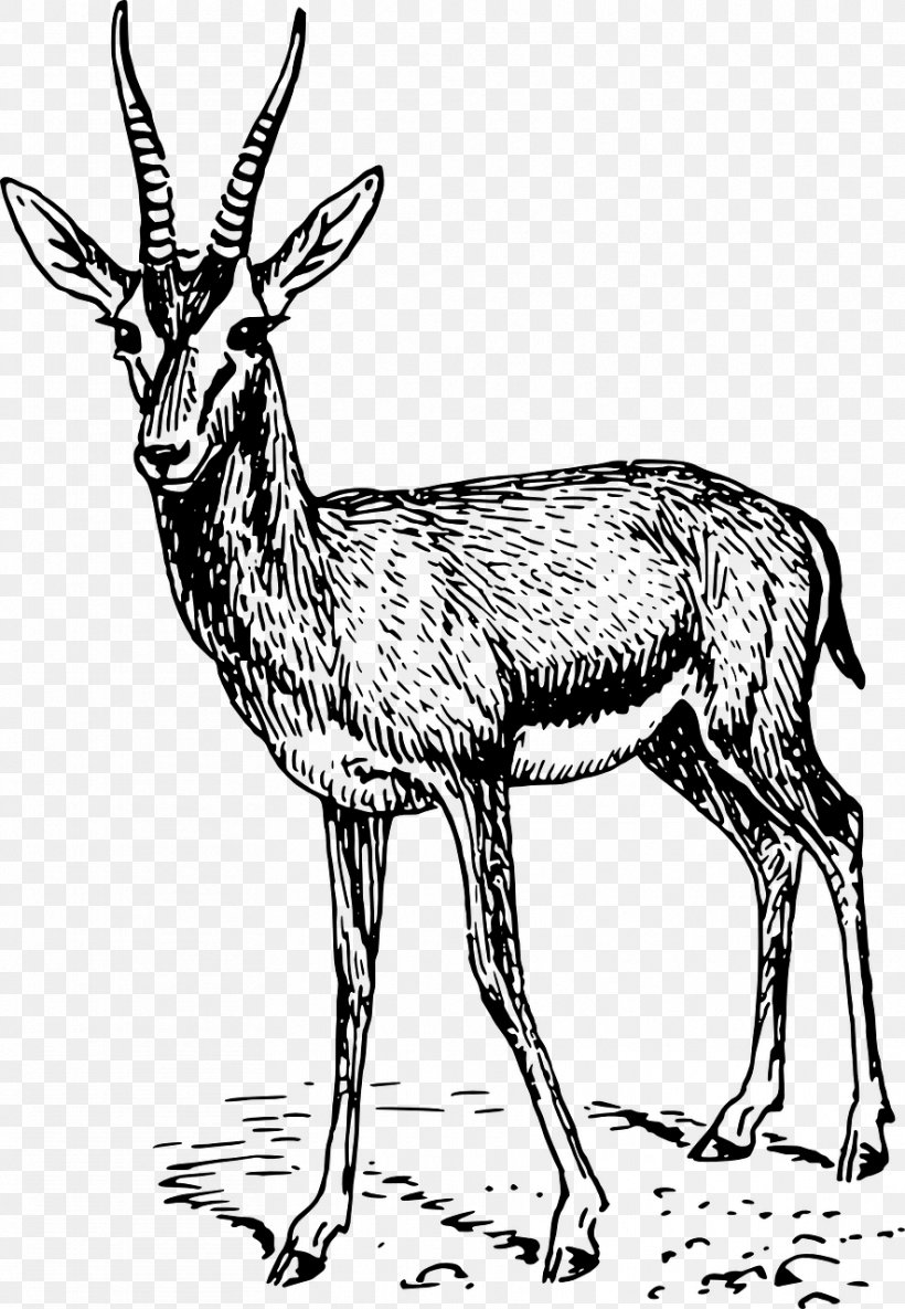 Gazelle Springbok Impala Clip Art, PNG, 885x1280px, Gazelle, Antelope, Antler, Black And White, Cow Goat Family Download Free
