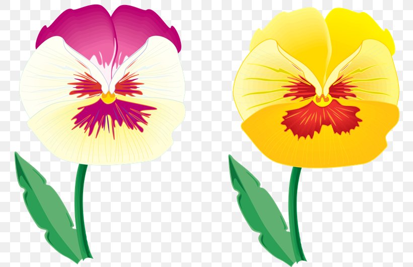 Pansy Blume Violet Clip Art, PNG, 780x529px, Pansy, Annual Plant, Blume, Drawing, Flower Download Free