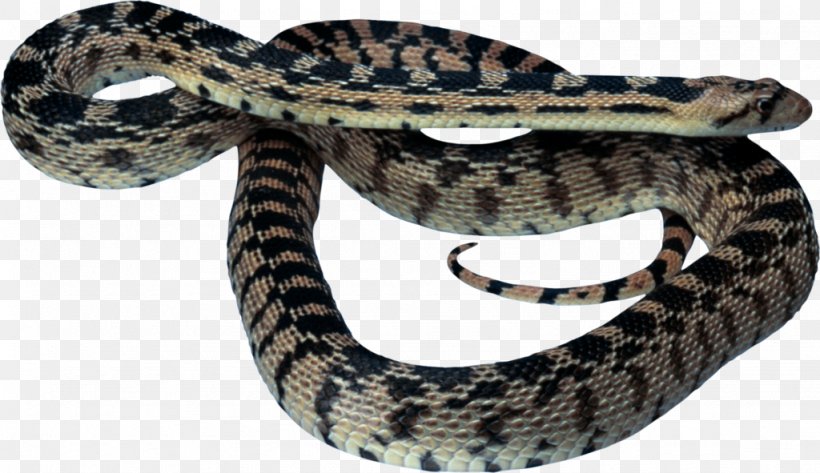 Vipers Snake Reptile Clip Art, PNG, 1024x591px, Vipers, Animal, Boa Constrictor, Boas, Colubridae Download Free