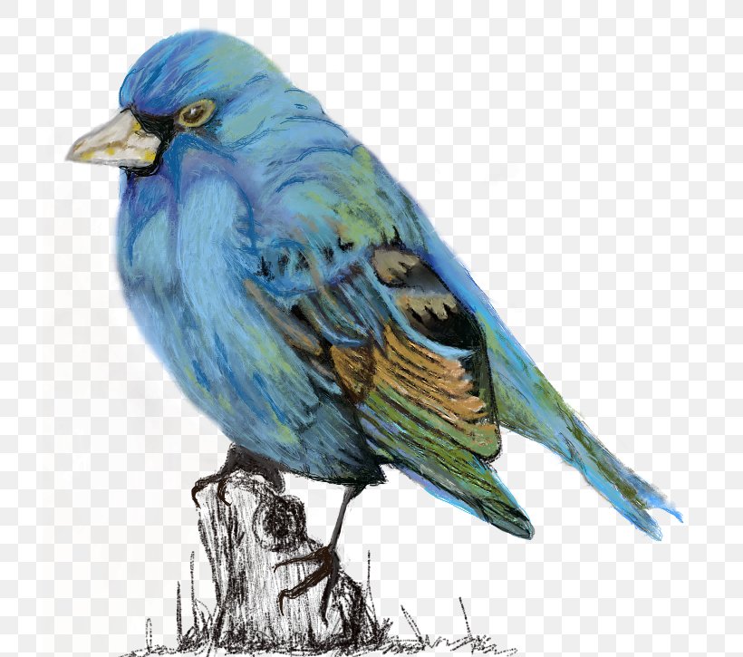 Blue Jay Finches American Sparrows Watercolor Painting Cobalt Blue, PNG, 725x725px, Blue Jay, American Sparrows, Beak, Bird, Blue Download Free