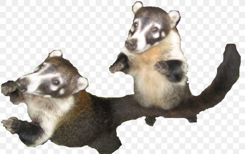 Siberian Husky Raccoon Latin America South American Coati, PNG, 1667x1051px, Siberian Husky, Americas, Animal, Carnivoran, Coati Download Free