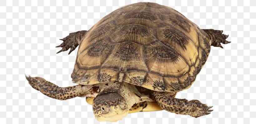 Box Turtles Common Snapping Turtle Reptile Tortoise, PNG, 670x400px, Box Turtles, Amphibian, Animal, Box Turtle, Chelydridae Download Free