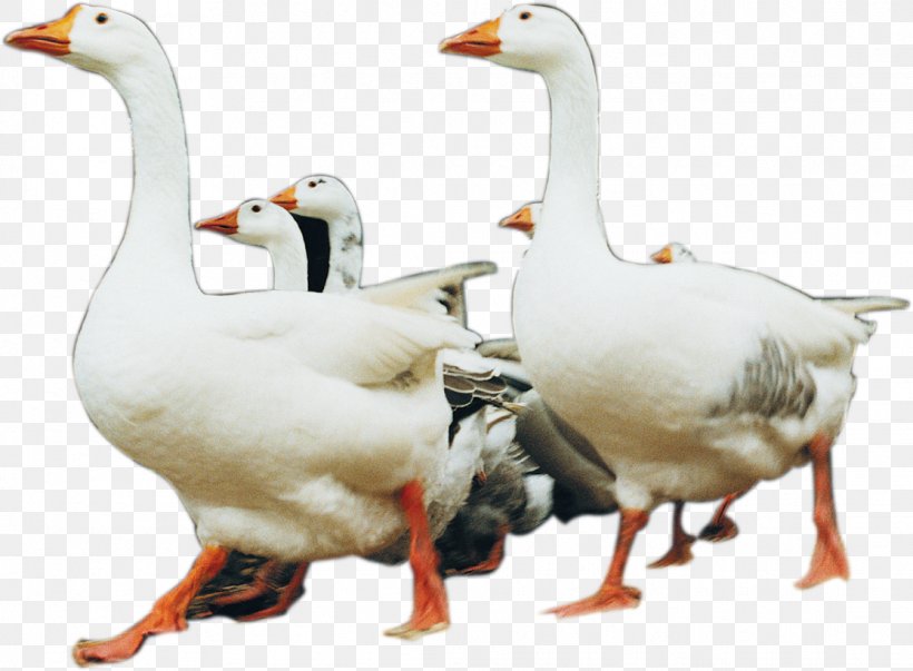 Domestic Goose Duck Pato Branco, PNG, 1116x821px, Goose, Animal, Beak, Bird, Domestic Goose Download Free